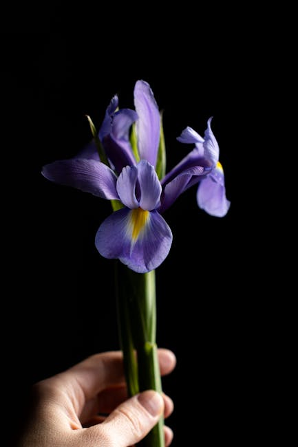 A hand holding a small bouquet of fresh purple irises with yellow accents on the petals, arranged with green stems and leaves. The flowers are wrapped loosely in clear wrapping paper, and the dark bac