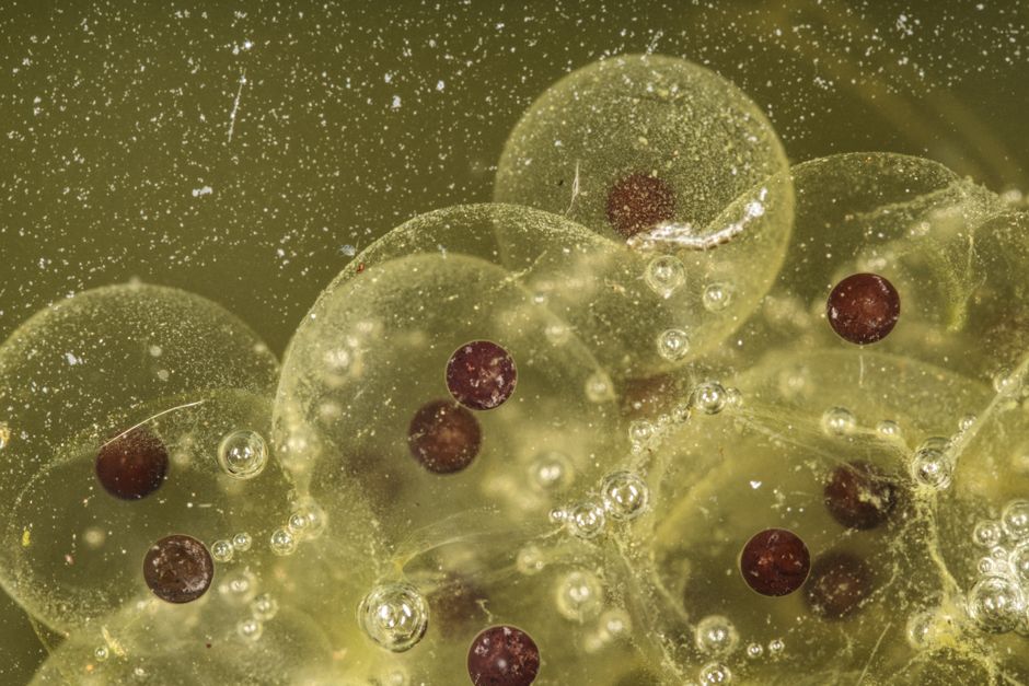 Close-up image of green grapes submerged in a liquid, showing their translucent, slightly textured skin with small brown seeds visible inside the grapes. Tiny bubbles cling to the surface of the grape