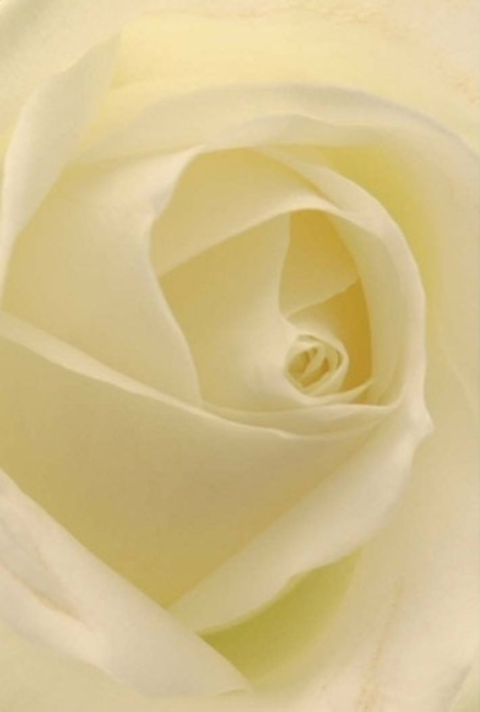 Viewed in intimate detail, this classic white rose unfurls with understated grandeur, each petal a testament to the florists of Hatch End and their dedication to natural beauty. The petals, glazed with cream and alabaster hints, fold into themselves as if guarding a quiet secret at the rose's core. Dappled sunlight filters through the window, illuminating the bloom with a warm radiance that brings out the faintest blush of yellow at the base of each spiral. Every layer of this rose is immaculate-smooth, soft, and inviting, with shadows gathering between the petals to create a sense of gentle depth. The effect is both calming and refined, echoing the peaceful corners of Hatch End or an elegant local wedding. This composition, crafted with the expertise found at Hatch End Florist, is perfect for expressing profound emotions-be it remembrance, love, or a sincere apology. The flower seems to radiate a whisper-soft scent-clean, subtle, and evocative of spring mornings by Pinner Park. The artistry lies not only in the beauty of the rose but in its ability to quietly transform any space, offering comfort and sophistication in every setting across our cherished part of North West London.